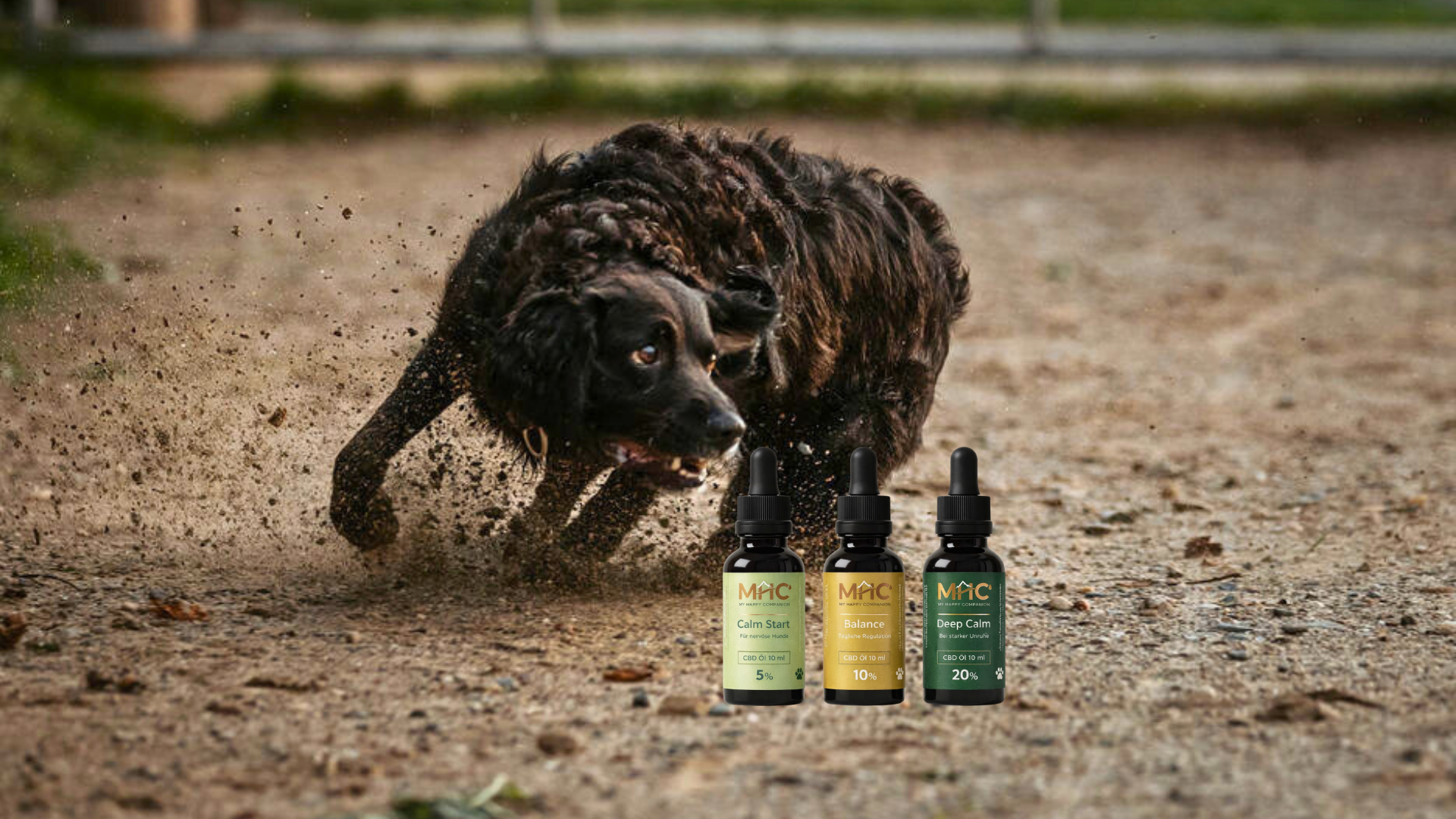 Nervöser Hund läuft unruhig auf einem Weg – Symbol für Stress und fehlende Regulation beim Hund